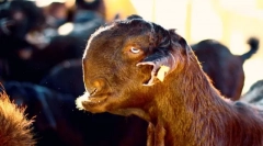 Cele mai neobișnuite rase ale animalelor de fermă